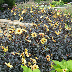 Mystic Illusion Dahlia PW