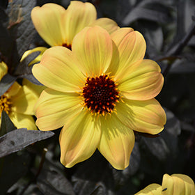 Mystic Illusion Dahlia PW
