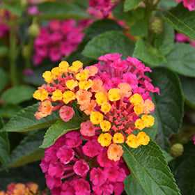 Luscious Royale Cosmo Lantana