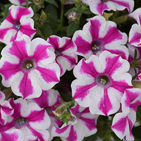 Supertunia Lovie Dovie Petunia PW