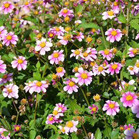 Pretty in Pink Bidens