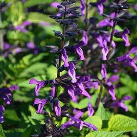 Rockin' Deep Purple Sage PW (Salvia)