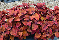 Inferno Coleus