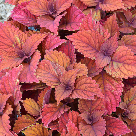 Inferno Coleus