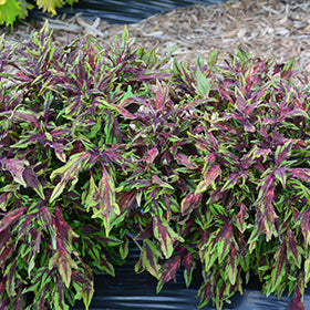 Flamethrower Chili Pepper Coleus