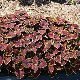 Broad Street Coleus