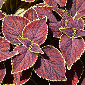 Broad Street Coleus