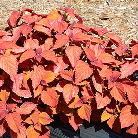 ColorBlaze Sedona Sunset Coleus PW