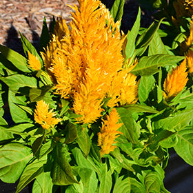First Flame Yellow Celosia