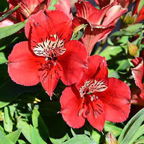 Colorita Kate Alstroemeria