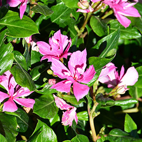 Soiree Kawaii Vinca 4.5"