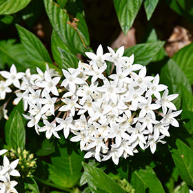 HoneyCluster White Star Flower (Pentas)