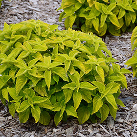 Chartres Street Coleus