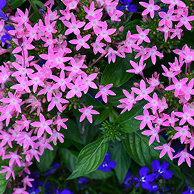 HoneyCluster Pink Star Flower (Pentas)