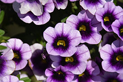 Superbells Blue Moon Punch PW (Calibrachoa)