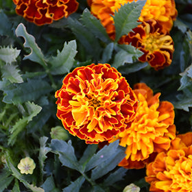 Hot Pak Spry Marigold
