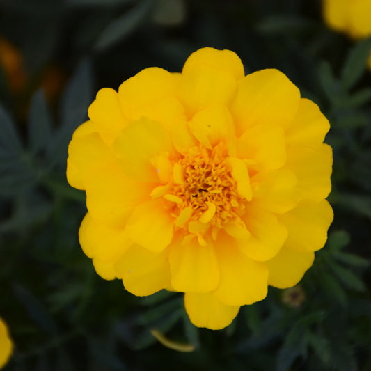 Durango Yellow Marigold