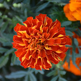 Durango Red Marigold