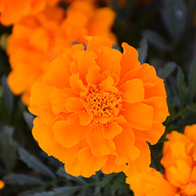 Durango Orange Marigold