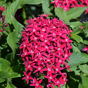 HoneyCluster Deep Rose Star Flower (Pentas)