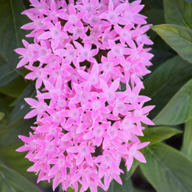 HoneyCluster Pink Star Flower (Pentas)