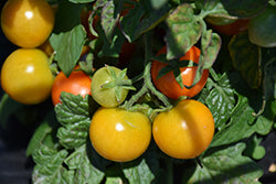 Ponchi Fa  Red Tomato