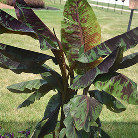 Zebrina Rojo Banana (Musa)