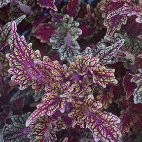 Stained Glassworks Golden Gate Coleus