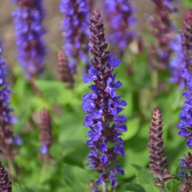 Violet Riot Sage PW (Salvia)
