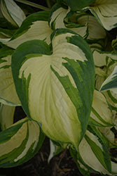 Vulcan Hosta