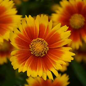 UpTick Gold and Bronze Tickseed (Coreopsis)