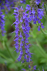 May Night Sage (Salvia)