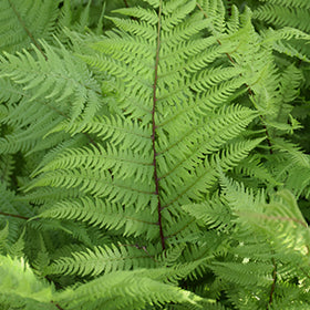 Lady in Red Fern ABGL