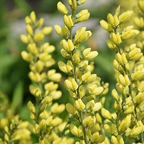 American Goldfinch False Indigo (Baptisia)