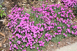 Paint The Town Fuchsia Pinks (Dianthus)