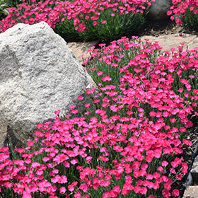 Paint The Town Magenta Pinks PW (Dianthus)