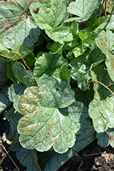 Dolce Spearmint Coral Bells (Heuchera)