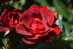 Brick House Rose