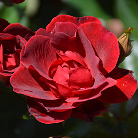 Brick House Rose