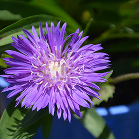 Honeysong Purple Stokes Aster