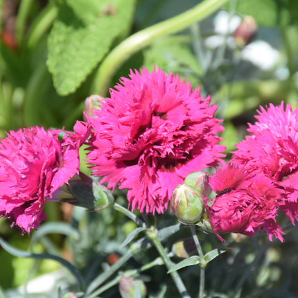 Fruit Punch Spiked Punch Pinks (Dianthus)