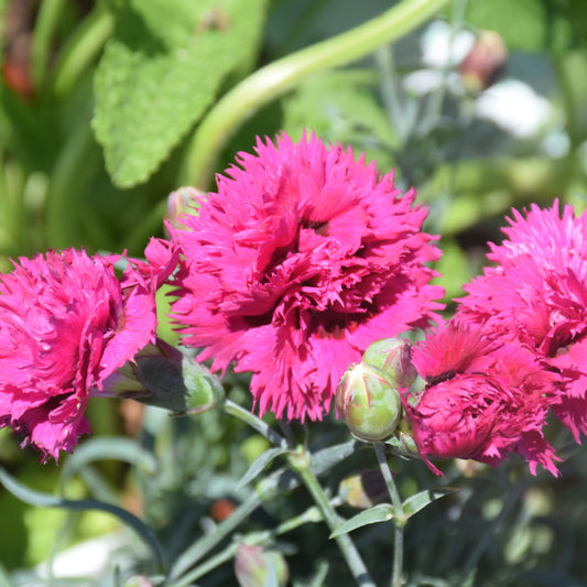 Fruit Punch Spiked Punch Pinks (Dianthus)