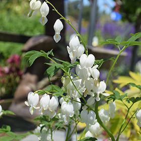 White Bleeding Heart (Dicentra)