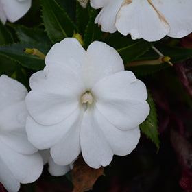 SunPatiens Compact White Impatiens