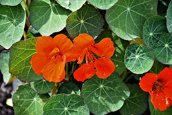 Empress of India Nasturtium