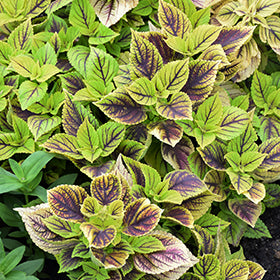Gays Delight Coleus