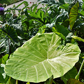 Hawaiian Punch Elephant Ear (Colocasia)