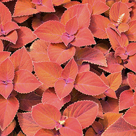 ColorBlaze Sedona Sunset Coleus PW