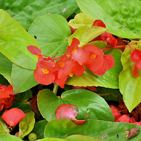 Canary Wings Begonia