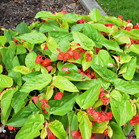 Canary Wings Begonia